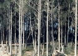 Cairo_Alex highway trees
