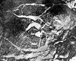 fossil