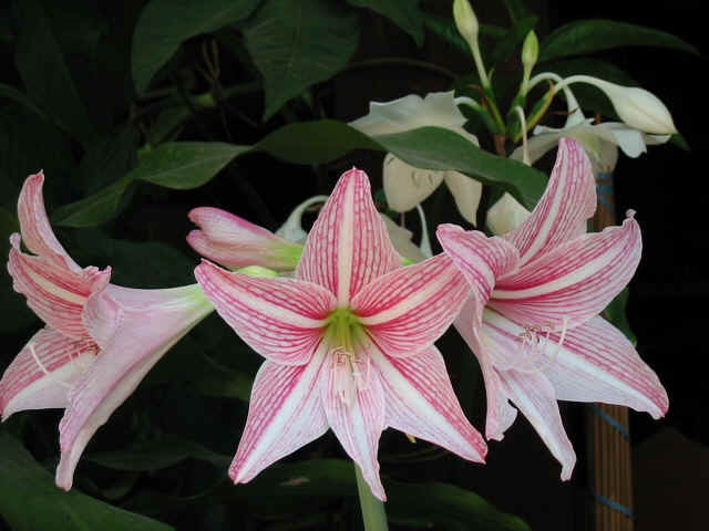 ҧԹ.jpg (102632 bytes)