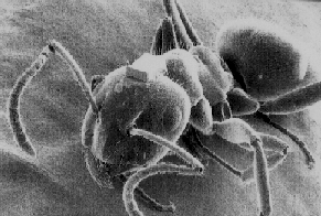 An ant