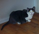 misty01_tn.jpg (4176 bytes)