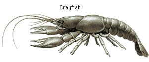 The Crayfish Corner