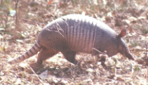 armadillo