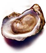 Oysters