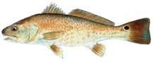 Wait to see the Redfish!