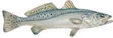 Look at this trout!