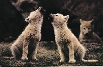 Wolf Pups Howling