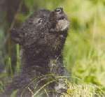 Black Wolf Pup