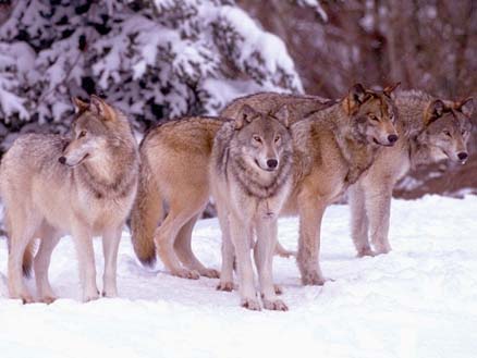 Wolf Pack