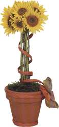 Sunflowers in a pot