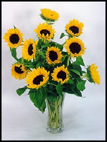 Sunflowers