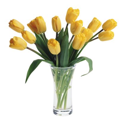 Tulips
