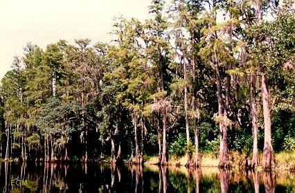 Calm Waters Edge