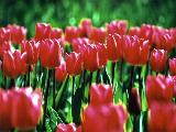 Pink Tulips