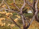 Japanese Garden Tree