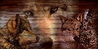 Join Canis Lupus Ring
