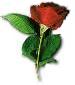 redrose02