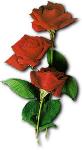 redroseorig