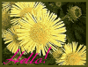 Sunshine Card