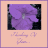 Morning Glory
