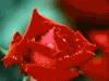 Pretty Rose