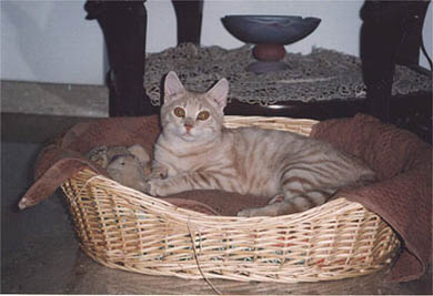 cat