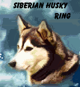 Siberian Husky Ring
