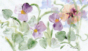 pretty violets