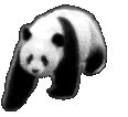panda