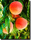 peach