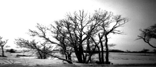 Winter scene