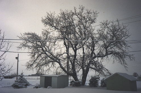 winter scene