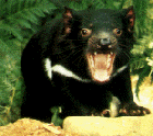 Tasmanian Devil