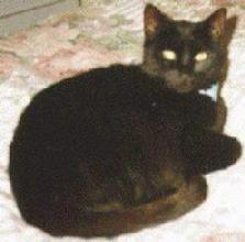 Squidge on the bed