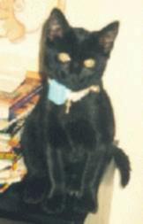 Squidge as a kitten
