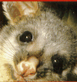 Little possum face