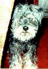Silver before being groomed