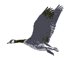 goose