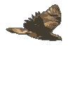 hawk