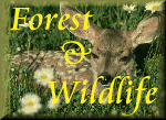 Forest & Wildlife