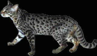 Bengal