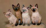 Tonkinese kittens