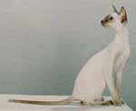 siamese