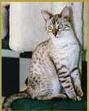 Snow Leopard at 6 months of age