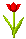 tulip