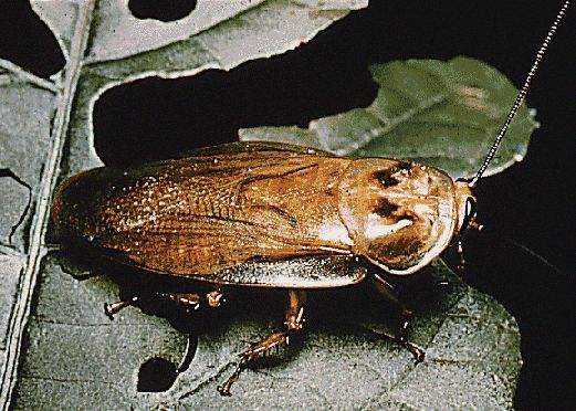 cockroach