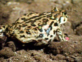 toad