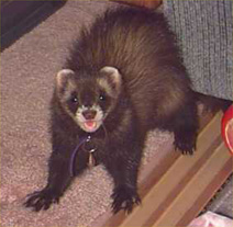 ferret