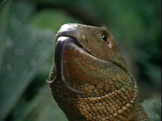 reptile