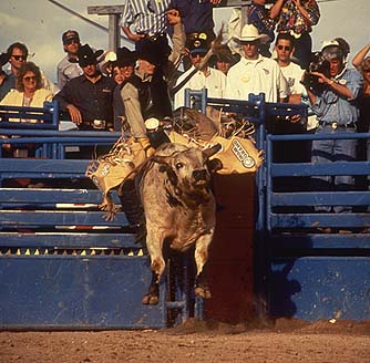 #ROD-18879D, Ty Murray #013, Tucson '95, Credit  James Fain
